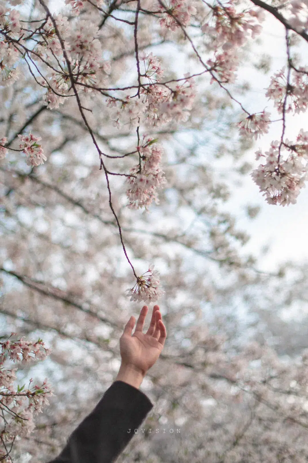 JQ's MAN|act i: spring-NICEIBB